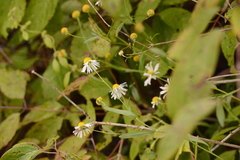 Boltonia montana
