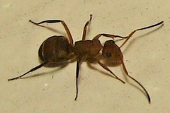Camponotus rectangularis