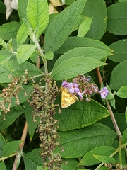 Polites peckius