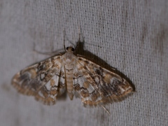 Elophila faulalis