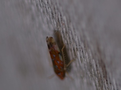 Erythroneura rubra