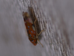 Erythroneura rubra