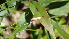 Draeculacephala savannahae