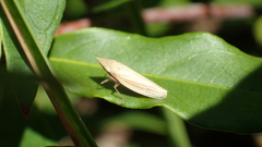 Draeculacephala savannahae