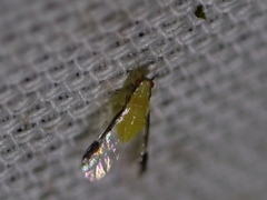 Monellia caryella