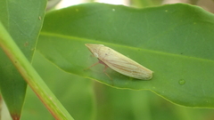 Draeculacephala savannahae