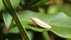 Draeculacephala savannahae