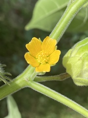 Abutilon theophrasti