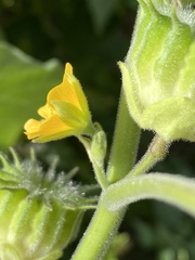 Abutilon theophrasti