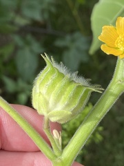Abutilon theophrasti