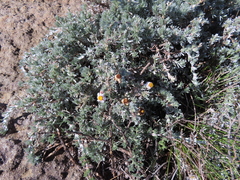 Eumorphia prostrata