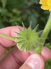 Abutilon theophrasti