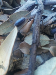 Porcellio marginalis