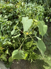 Abutilon theophrasti