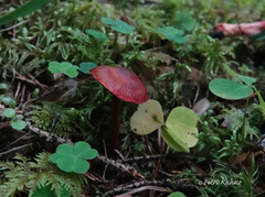 Cortinarius vitiosus