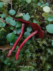 Cortinarius vitiosus