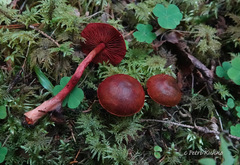 Cortinarius vitiosus