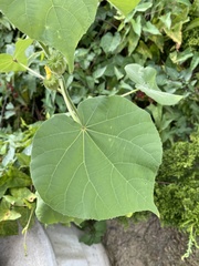 Abutilon theophrasti