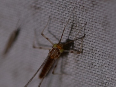 Maccaffertium ithaca