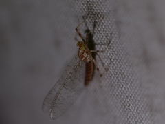 Maccaffertium ithaca