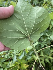 Abutilon theophrasti