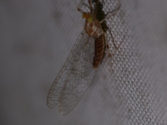 Maccaffertium ithaca