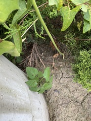 Abutilon theophrasti