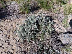 Eumorphia prostrata