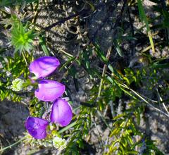 Polygala peduncularis