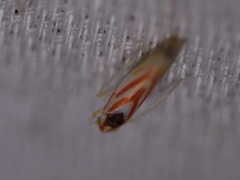 Erythridula noeva