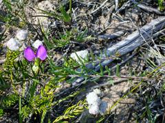 Polygala peduncularis