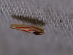 Erythridula noeva