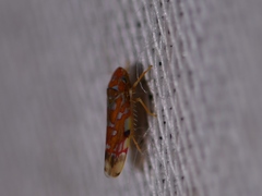 Erythroneura rubra