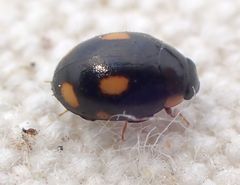 Hyperaspis quadrioculata