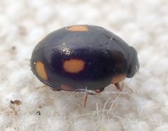 Hyperaspis quadrioculata