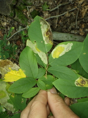 Leucanthiza dircella