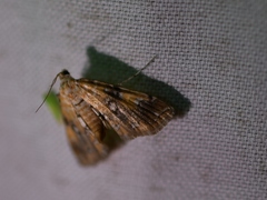 Elophila faulalis