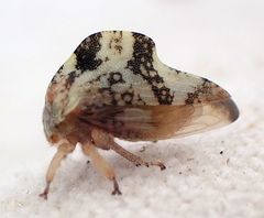 Telamonanthe pulchella