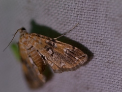 Elophila faulalis