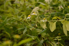 Boltonia montana