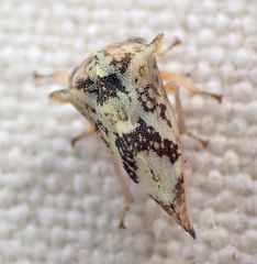 Telamonanthe pulchella