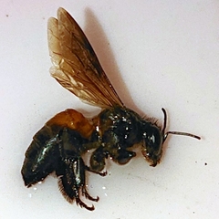 Apis dorsata