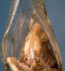 Telamonanthe pulchella