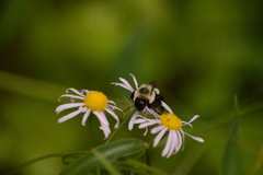 Boltonia montana