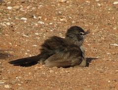 Cercotrichas coryphoeus coryphoeus