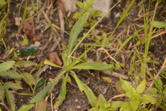 Boltonia montana