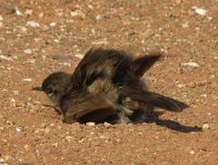 Cercotrichas coryphoeus coryphoeus