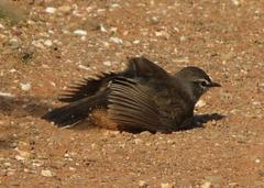 Cercotrichas coryphoeus coryphoeus