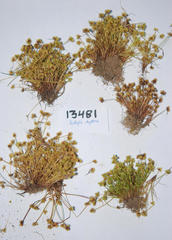 Isolepis hystrix