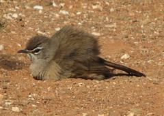 Cercotrichas coryphoeus coryphoeus